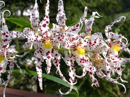 Odontoglossum naevium