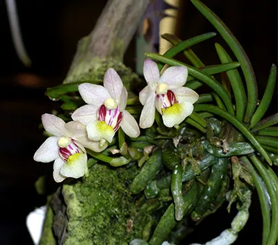 Holcoglossum flavescens