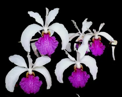 Holcoglossum kimballianum