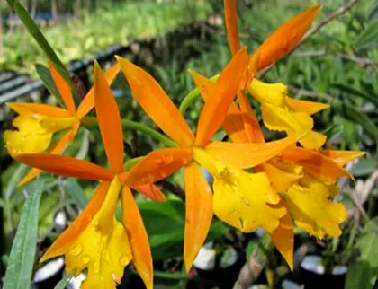 Epicattleya Orange Blaze