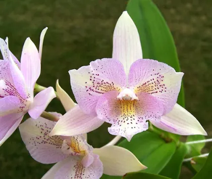 Caulocattleya Chantilly Lace Twinkle