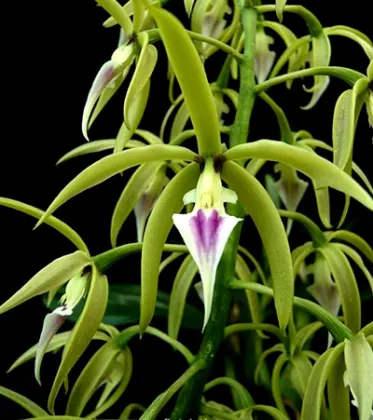 Panarica ionocentra