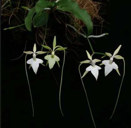 Neobathiea perrieri