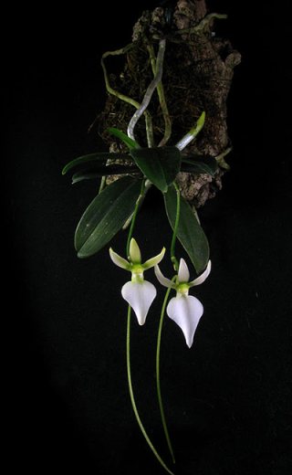 Neobathiea grandidieriana