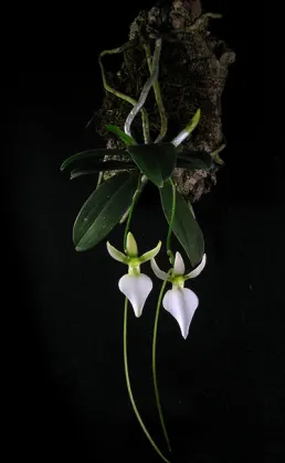 Neobathiea grandidieriana