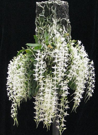 Mystacidium capense