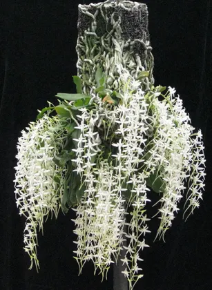 Mystacidium capense
