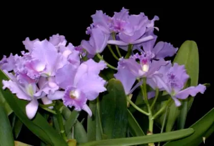 Laeliocattleya Blue Grotto 'Soft Touch'