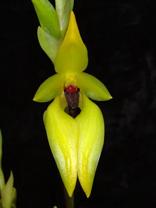 Bulbophyllum carunculatum