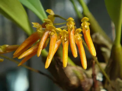 Bulbophyllum helenae