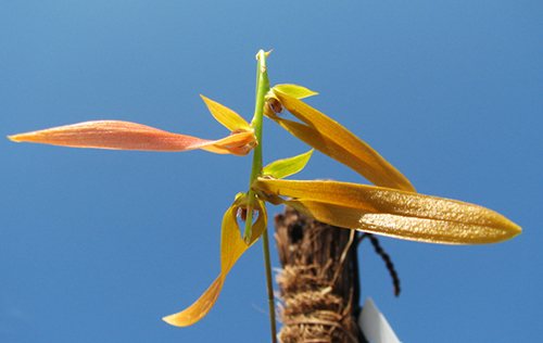 Bulbophyllum khaoyaiensis