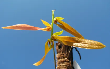 Bulbophyllum khaoyaiensis