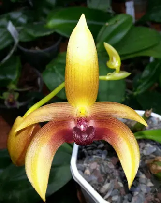 Bulbophyllum lobbii var sulawesi