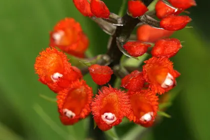 Elleanthus oliganthus