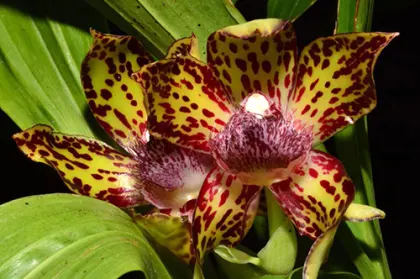 Galeopetalum Princesa Huri