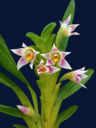 Camaridium carinulatum