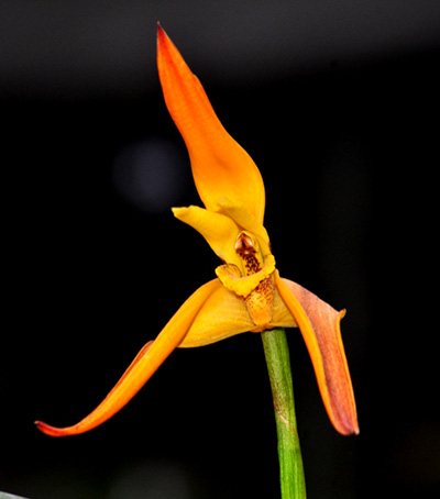 Maxillaria fractiflexa x molitor orange