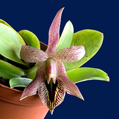 Epidendrum oxapampense