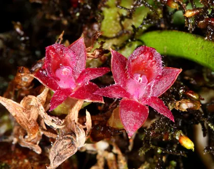 Epidendrum sophronitoides