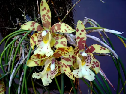 Scuticaria steelei