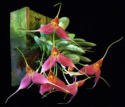 Masdevallia decumana pallida
