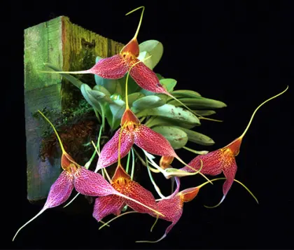 Masdevallia decumana pallida