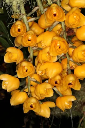 Acineta erythroxantha