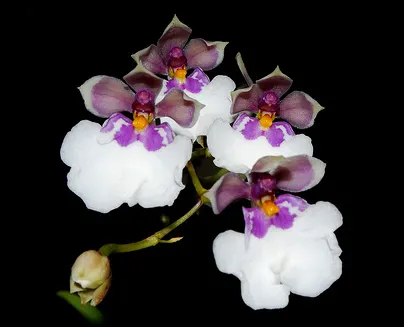 Caucaea nubigena