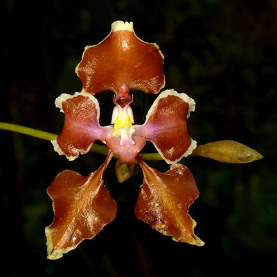 Cyrtochilum geniculatum