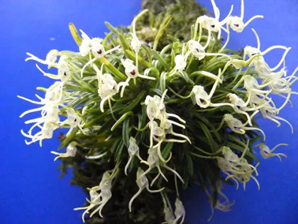 Diodonopsis pygmaea