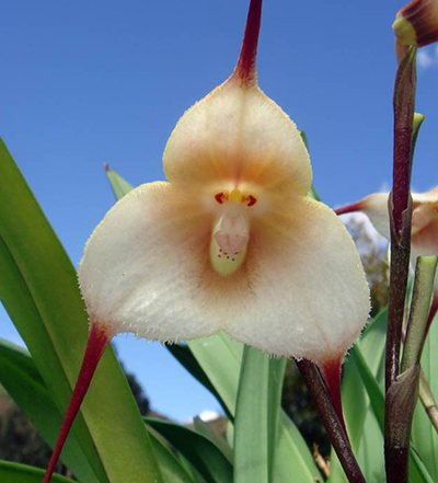 Dracula amaliae