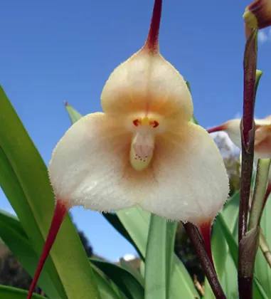 Dracula amaliae