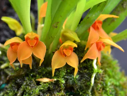 Dryadella aurea