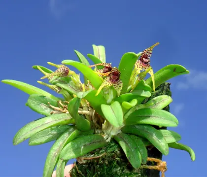 Dryadella clavellata