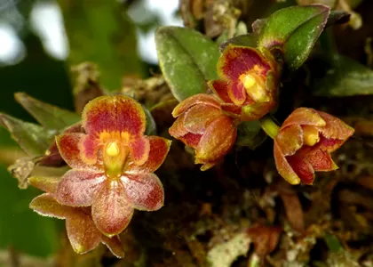 Epidendrum sangayense