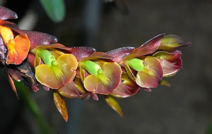 Epidendrum summerhayesii