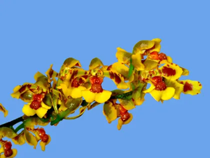 Gomesa gutfreundiana