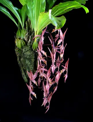 Gongora unicolor