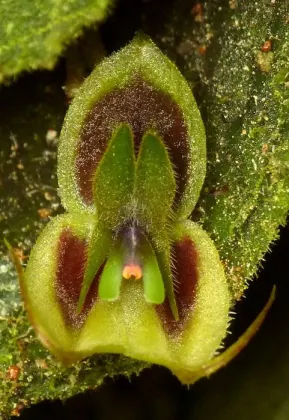 Lepanthes dodsonii