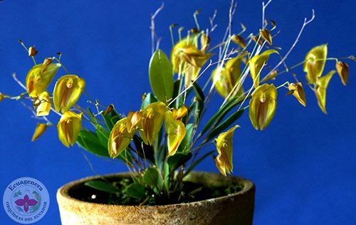Lepanthes escobariana