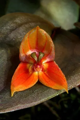 Lepanthes niesseniae