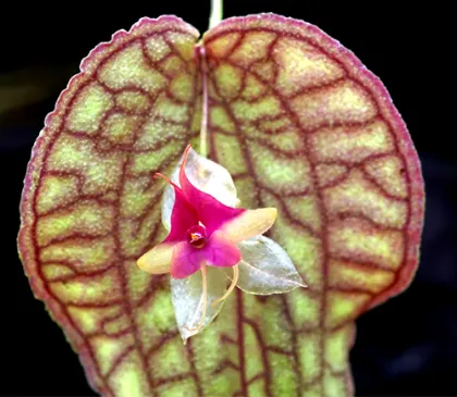 Lepanthes saltatrix