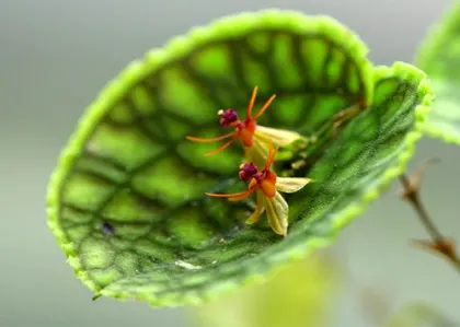 Lepanthes tentaculata