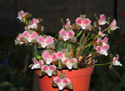 Lycaste brevispatha
