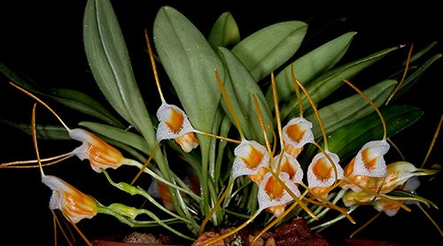 Masdevallia aurea