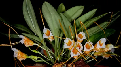 Masdevallia aurea