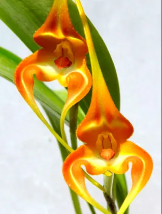 Masdevallia norops