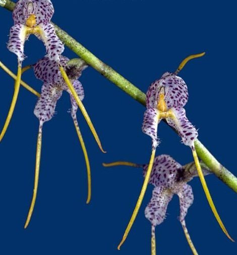 Masdevallia polysticta blue