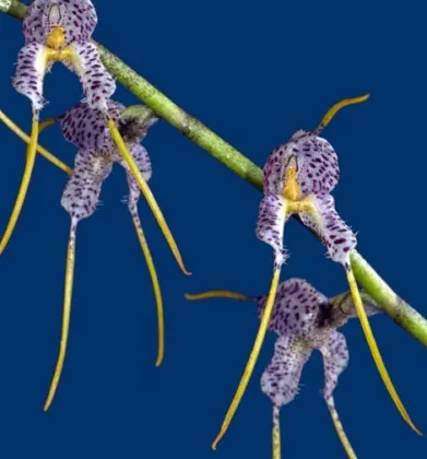 Masdevallia polysticta blue