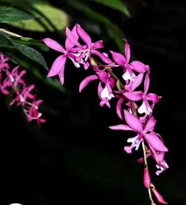Oncidium beyrodtioides